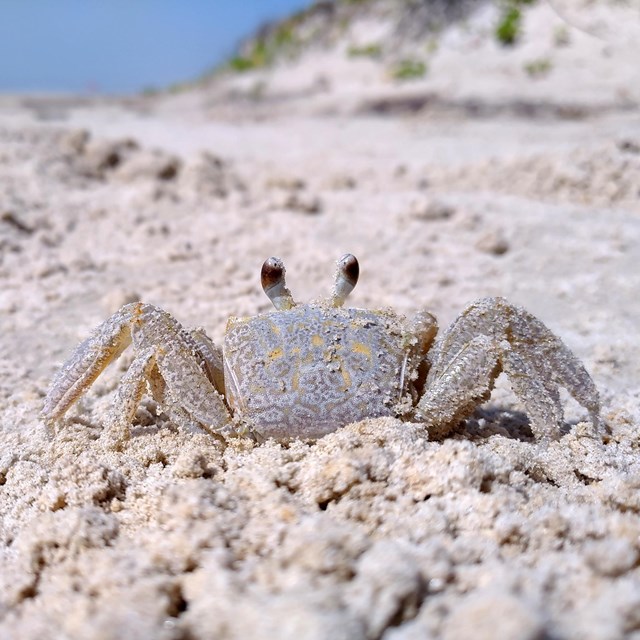Close-up of ghost crab on the beach.