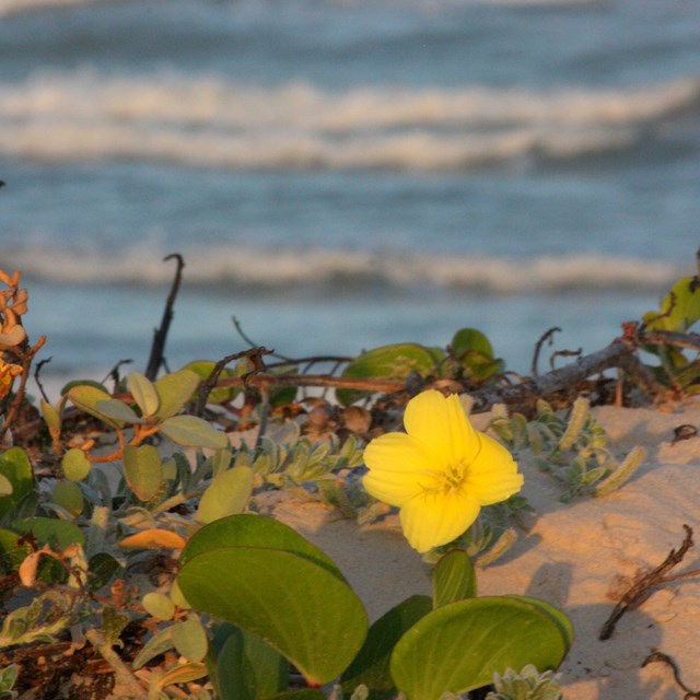 A bright yellow evening primrose on the top of a dune with the gulf behind.