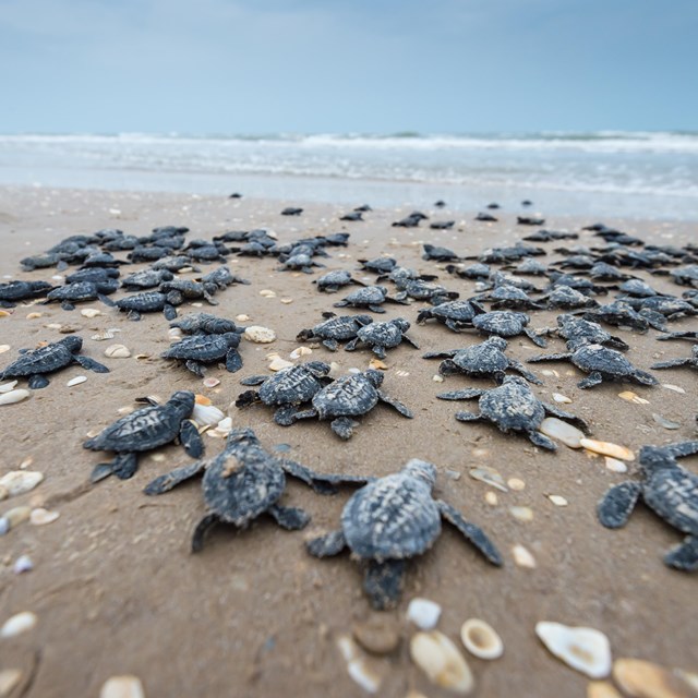 Dozens of sea turtle hatchlings make their way across the beach to the waves.