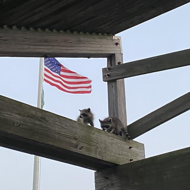 Two baby raccoons climb on wooded beams while an American flag waves in the background. 