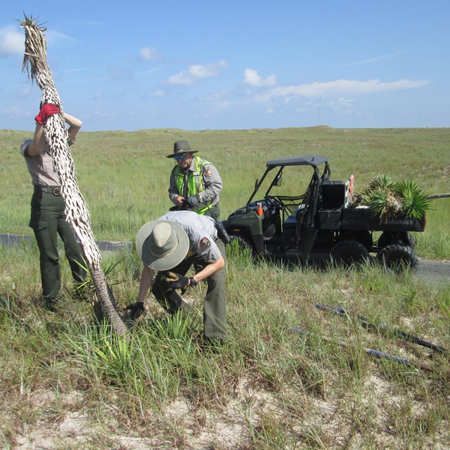 Three NPS employees remove a dying tree. 