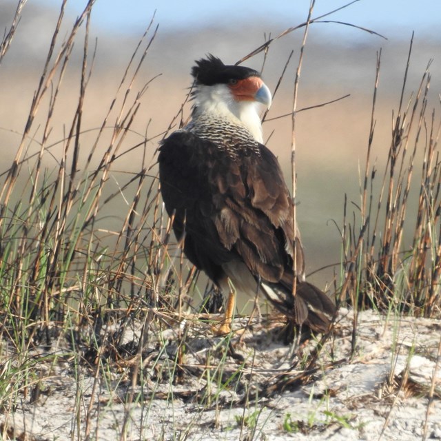 A crested caracara stands on sandy ground with tall grass and looks off camera to the right