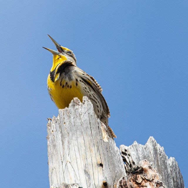a yellow meadowlark perches on a stump