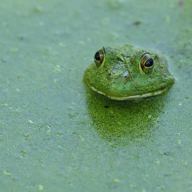 a frog pokes its head up from water green with algae