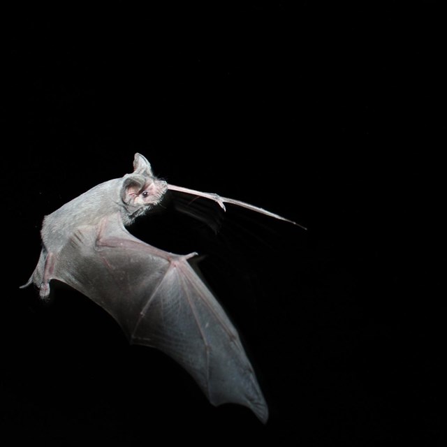 a mexican free tailed bat flies at night