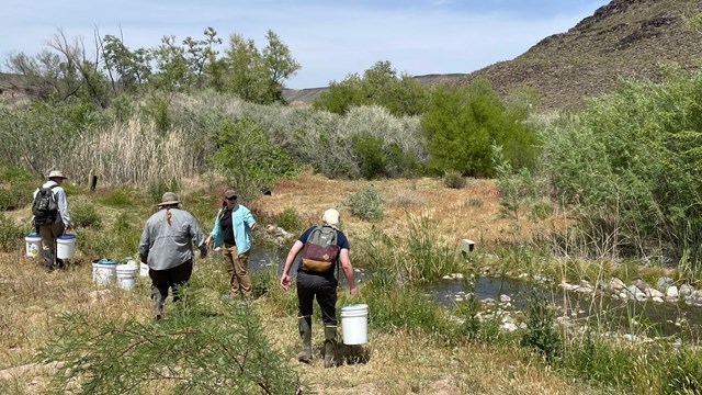 Image features researchers and monument employees releasing relict leopard frogs at Pakoon Springs.