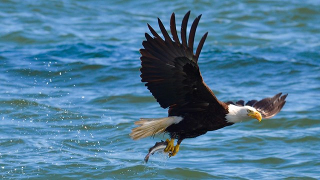 Bald Eagle in flight over water holding a fish in its talons.