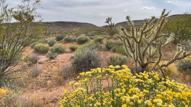 Images features Mojave Desert plants during the spring bloom. 