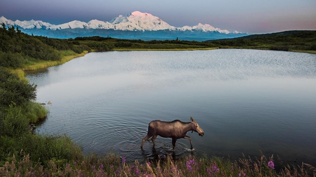 Moose walks through shallow end of a lake with Denali in distance.