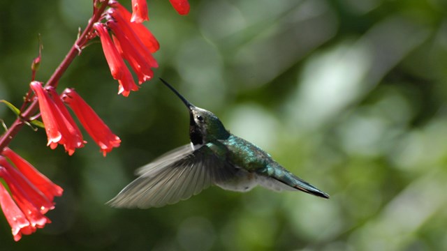 Black-chinned Hummingbird