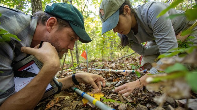 Two scientists observe the leaves on a forest floor.