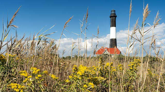 Lighthouse in background against a blue sky with yellow flowers in the foreground.