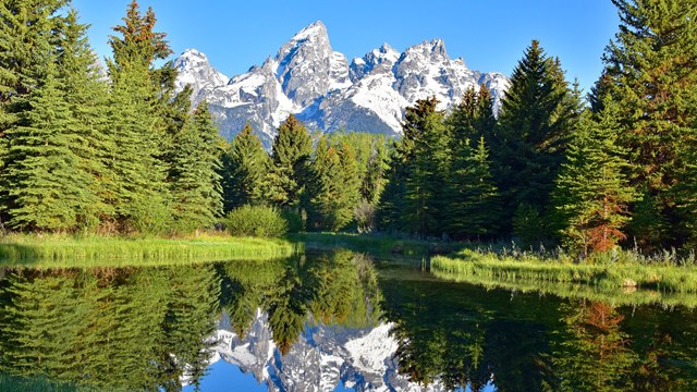 Snow and icy mountain range in background behind vibrant green pine trees.