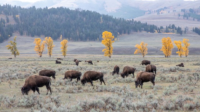 Bison graze in Lamar Valley