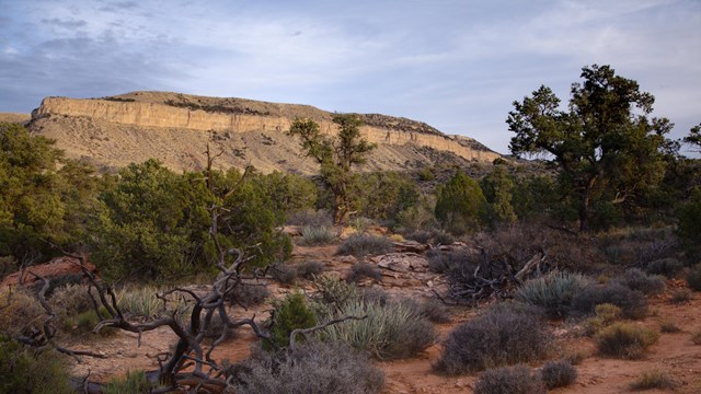 A cliff rises in the background. In the foreground a desert landscape of shrubs and vegetation.