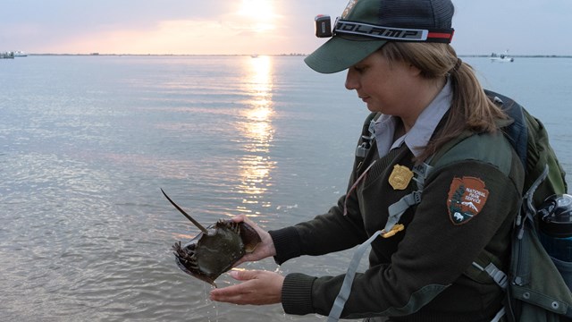 A park ranger holds up a Horseshoe Crab during a survey.