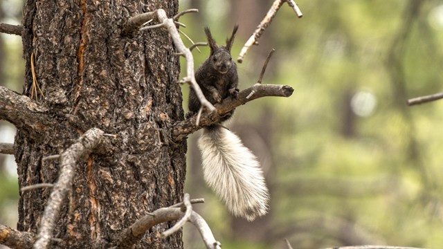 Kaibab Squirrel with white tuffs on its ears in a Ponderosa Pine tree.