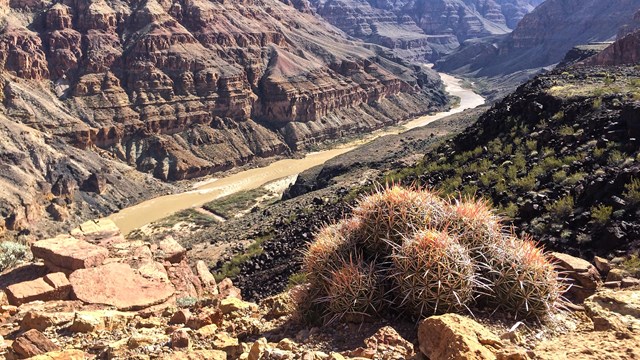 View of a cactus in Whitmore Canyon.