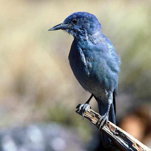 Pinyon Jay