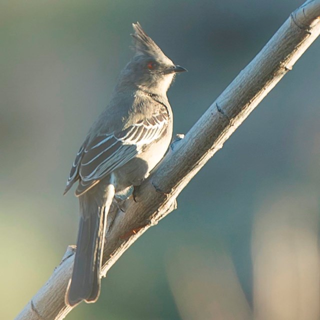 A small light brown bird with a tuffed crown.