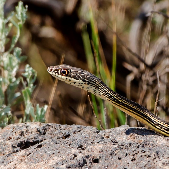 A striped whipsnake lifts its head over a basalt rock in search of food. 