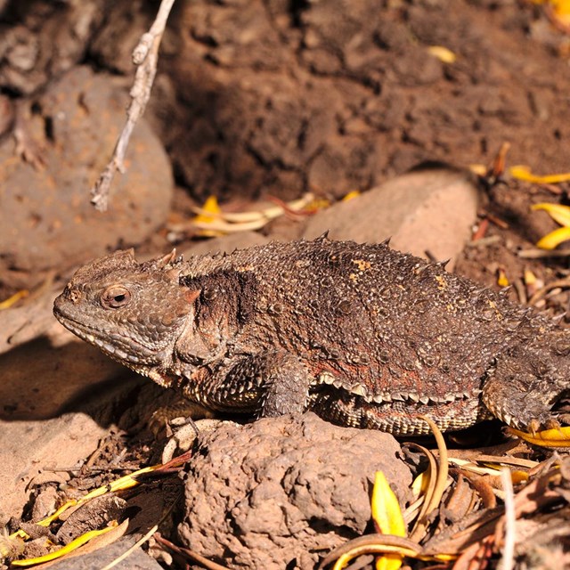 A spikey short tailed lizard rests on a small basalt rock in leaf litter.
