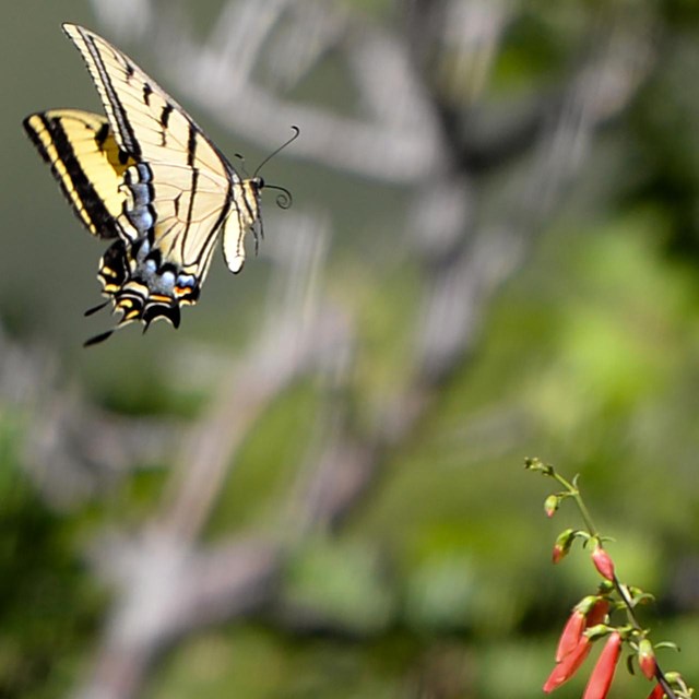 A yellow and black two-tailed swallowtail butterfly approaches a red firecracker penstemon flower.