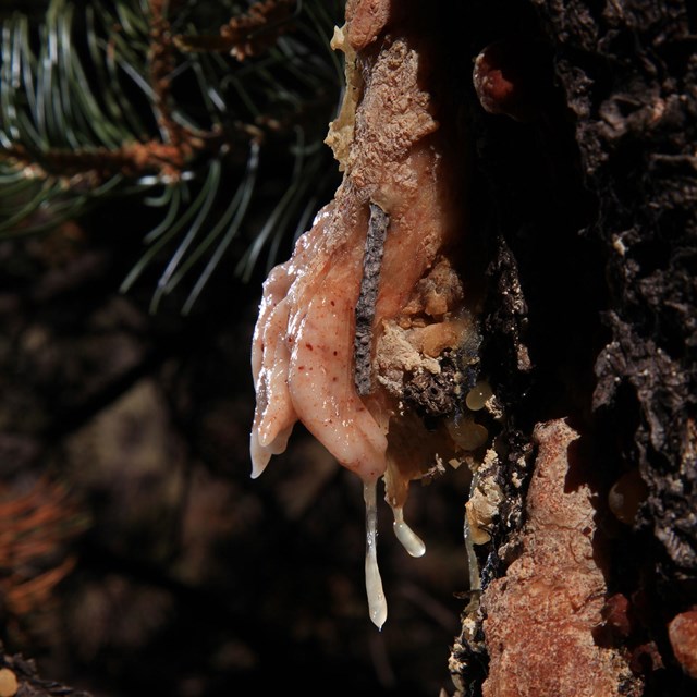 Sticky pink sap oozing from a pinyon tree.