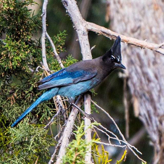 A blacked headed bird with a comb on its crest and a dusty blue body. 