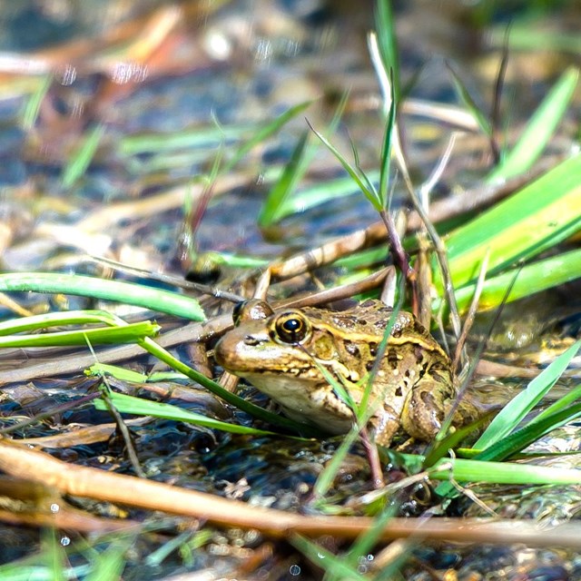 A small dark spotted frog resting in cool water with plant debris.