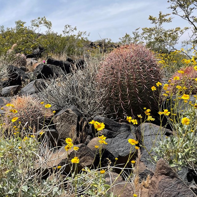 Image of barrel cacti growing in a rocky basalt environment, surrounded by spring wildflowers.
