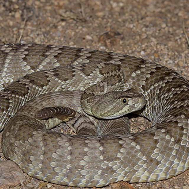 A slightly green tinged rattlesnake begins to coil. 