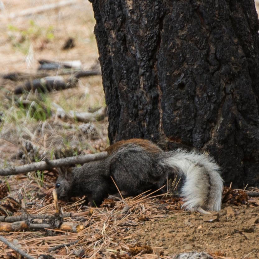 A chestnut brown squirrel with tuffed ears and a fluffy white tail foraging at the base of a tree.