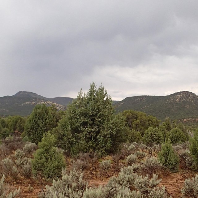 Learn more about pinyon juniper woodlands
