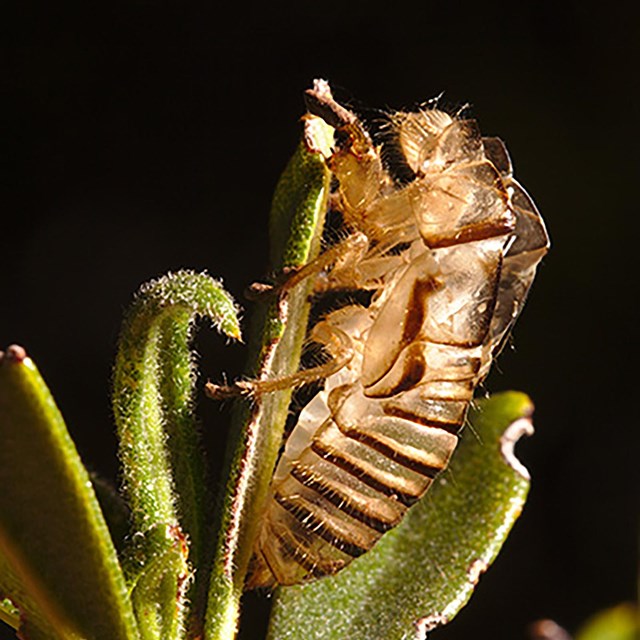 The golden exoskeleton of a cicada clinging to a green leaf. 