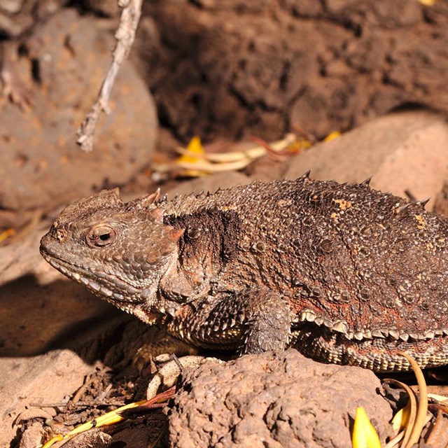 A lizard with horns arranged around the crown of its head and its body
