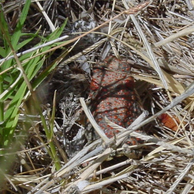 Learn about the red-spotted toad.