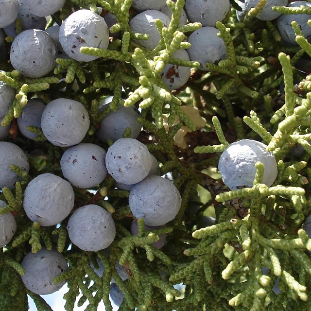 Bluish-purple berries on a juniper branch.