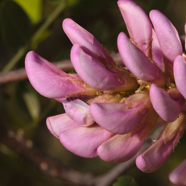 A bright pink cluster of blossoms.