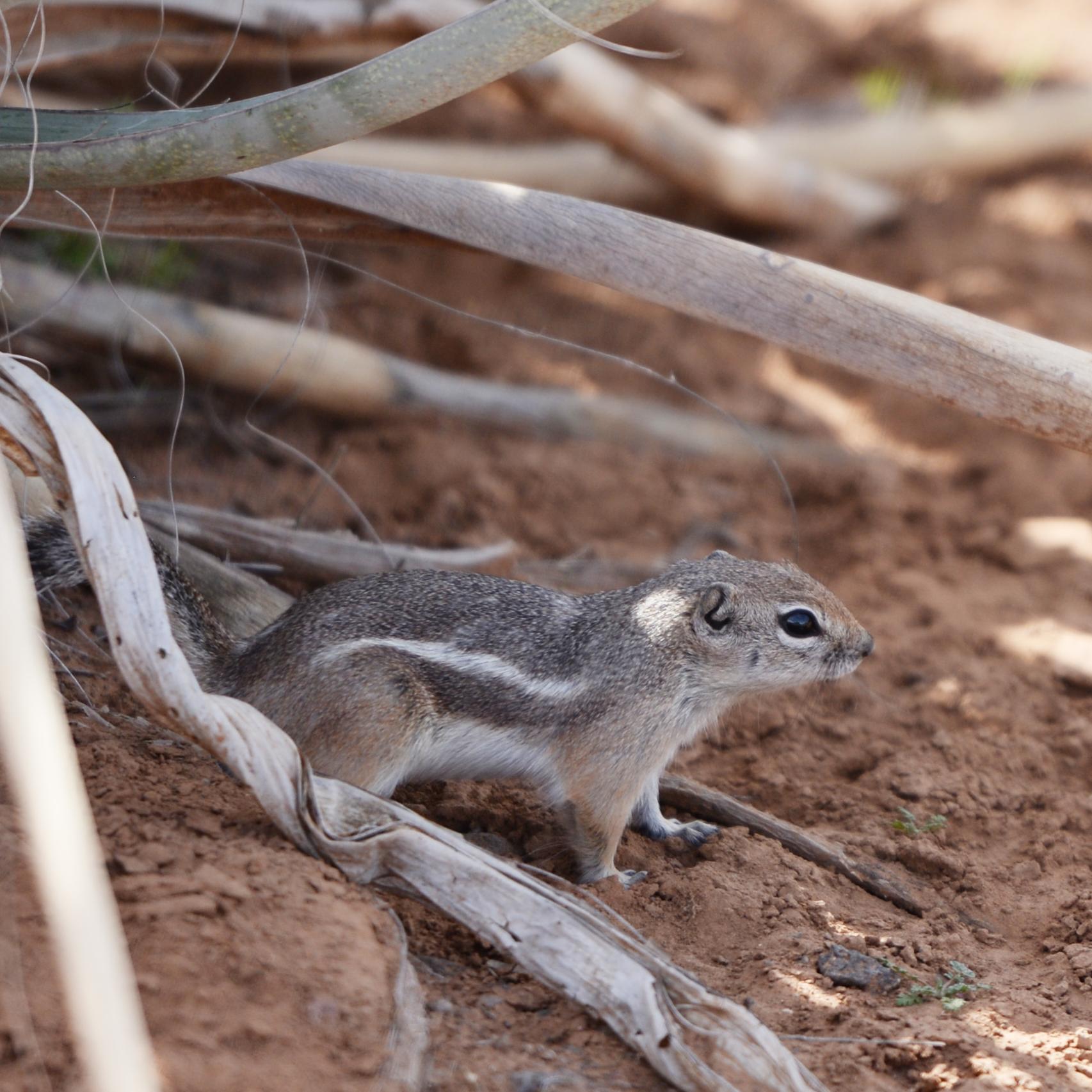A squirrel stands under the dead branches of a spikey yucca.