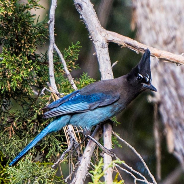 A blue bird with a cocked comb perched in a ponderosa tree.