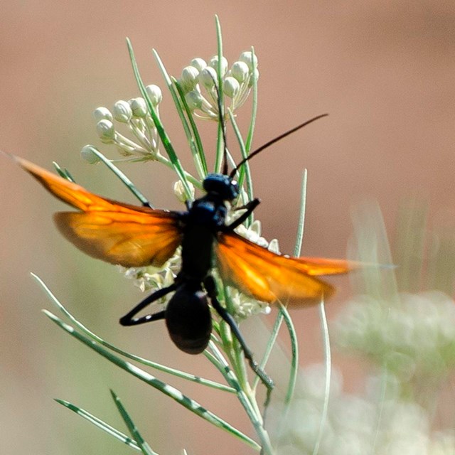 A black body orange winged insect lands on a plume of milkweed buds in search for nectar. 