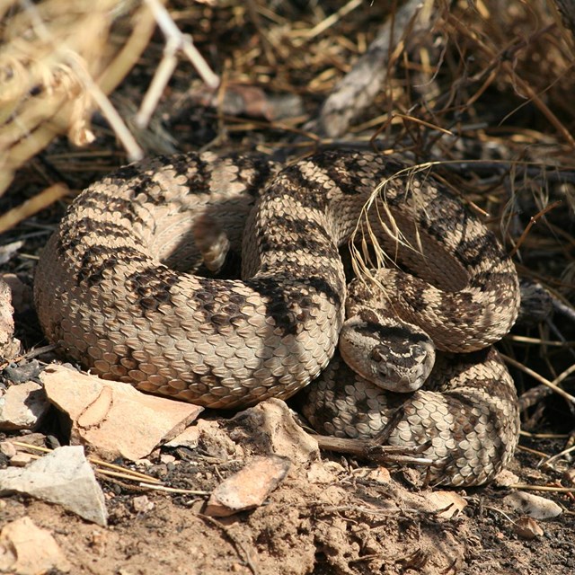 A light brown snake with dark diamond shaped markings, large scales, and a triangular shaped head.