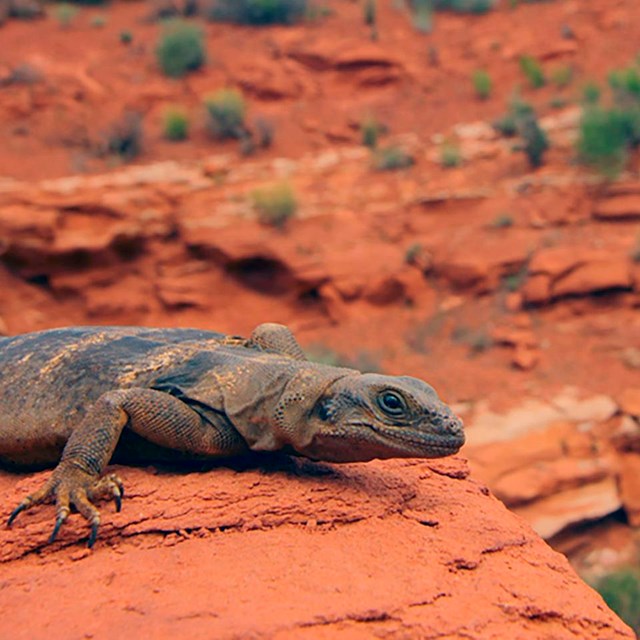 A large flat bodied lizards sits perched on a sandstone ledge overlooking a small canyon. 