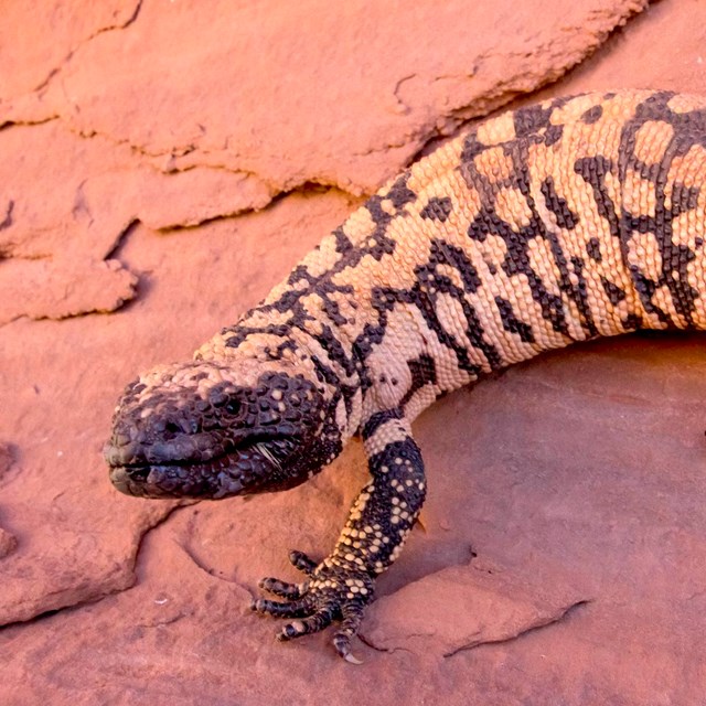 A speckled orange and black flat bodied lizard on a sandstone rock. 