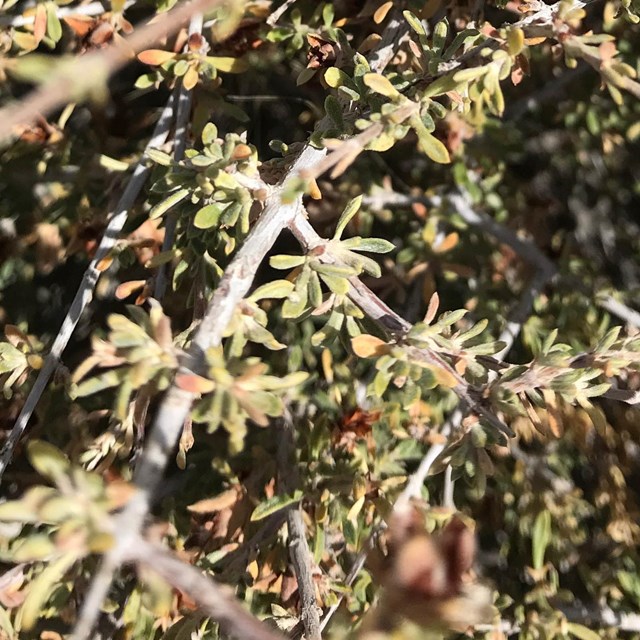 Branches crossing over each other with 1/2 narrow leaves growing opposite each other. 