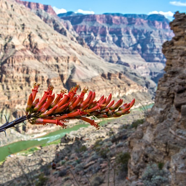 Ocotillo