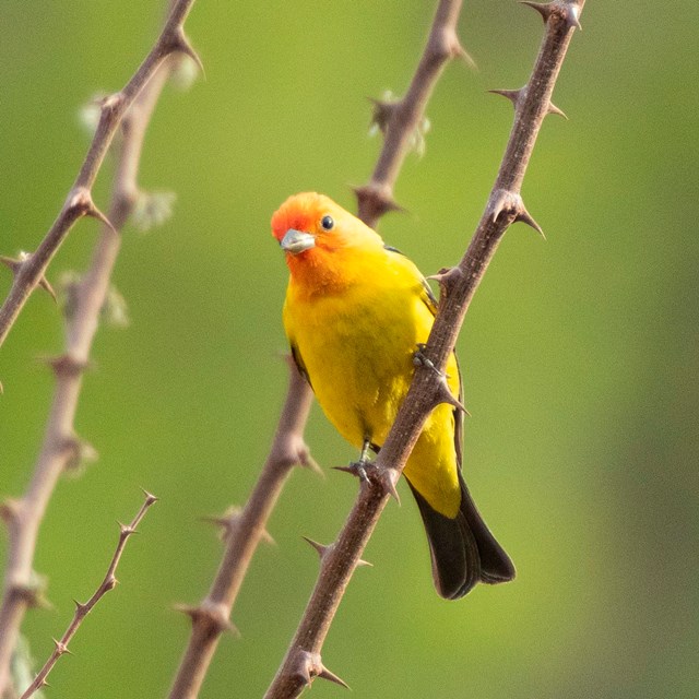 A brightly colored Western Tanager sits on a branch.