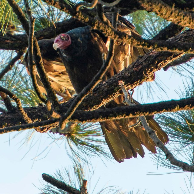 A large brown bird with a bald red head sits perched on a tree branch. 
