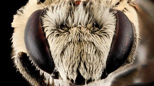 Colletes titusensis. Credit: USGS Bee Inventory and Monitoring Lab.